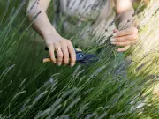 9 Plants to Prune in July for Vigorous Summer Growth