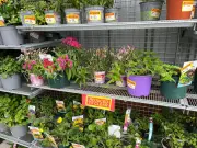 99p Plant at Home Bargains Garden Centre: Bargain Prices Revealed
