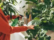 Add 5 Houseplants This Summer to Cool Your Home Naturally