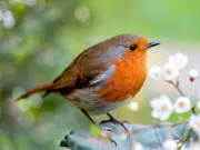 Add Bird Baths to Gardens to Help Robins Survive UK Summer Heat