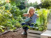 Add Mushroom Water to Stop Plants Wilting in Heatwave