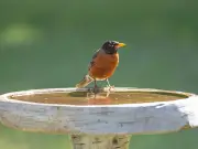 Add Natural Stones to Birdbaths to Attract Robins and Other Birds This Summer