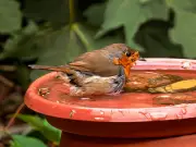 Add Natural Stones to Birdbaths to Attract Robins This Summer