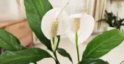 Add One Kitchen Scrap to Soil and Peace Lilies Will Thrive