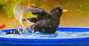 Add Pebbles to Birdbath to Attract More Birds This Summer