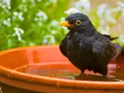 Add Pebbles to Your Birdbath to Attract Birds Daily