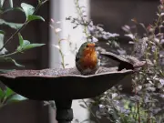 Add Stones to Bird Bath to Attract Robins and Other Birds This Summer