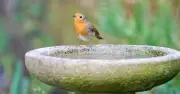 Add Stones to Your Birdbath to Attract Robins All Summer Long