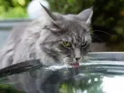Add Tinned Fish Water to Pets' Bowls for Better Hydration in Heatwave