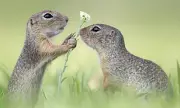 Adorable Squirrel Shares Dandelion with Sibling in Rare Photo