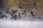 Alabama HOA Plan to Gas Hundreds of Geese Sparks Protests and Outrage
