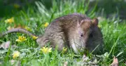 Alan Titchmarsh Urges Gardeners to Cut Grass Short to Deter Rats