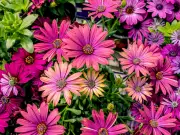 Alan Titchmarsh Urges Gardeners to Grow 'Easy' Flower in June for Summer Colour
