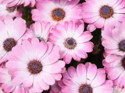 Alan Titchmarsh Urges Gardeners to Plant 'Easy' Flower for Summer Colour