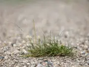 Alan Titchmarsh's Chemical-Free Weed Removal Method for Gravel and Patios