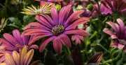 Alan Titchmarsh's Easy Flower for a Summer of Colour in Gardens