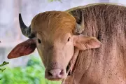 Albino Buffalo Nicknamed 'Donald Trump' Draws Crowds at Bangladesh Zoo