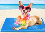 Amazon Cooling Mat for Dogs Called 'Fantastic' Heatwave Must-Have
