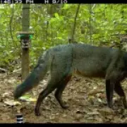 Amazon 'Ghost Dogs' More Abundant Than Thought, New Study Reveals