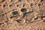 Ancient Cave Lion DNA Reveals Unique Evolutionary Lineage