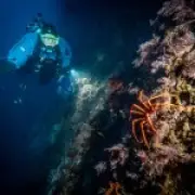 Antarctic Sea Squirt Could Hold Key to Curing Skin Cancer
