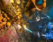 Antarctic Sea Squirts Could Lead to New Melanoma Treatment