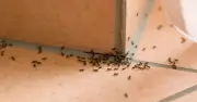 Ants Won't Invade Your Home If You Use Expert's 'Old-School' Method
