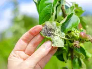 Aphids Will 'Slide Off' Roses With Homemade 2-Ingredient Spray in June