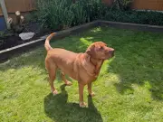 Argos Sand and Water Pit Keeps Dogs Cool in Heatwave