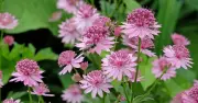 Astrantia Major: Easy-Care Perennial Blooms All Summer, Says Surrey Gardener