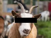 Asylum Seeker Jailed for Raping Five Goats and Lamb at French Sanctuary