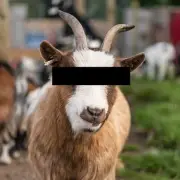Asylum Seeker Jailed for Sexually Assaulting Five Goats and a Lamb in France