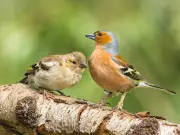 Attract Birds to Your Garden in July with Water, Not Seed