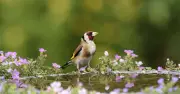 Attract Finches and Sparrows to Your Garden with Sunflowers This Summer