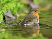 Attract Robins to Your Garden All Summer with One Birdbath Addition