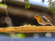 Attract Robins to Your Garden All Summer with One Crucial Change