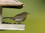 Attract Robins to Your Garden with One Simple Addition