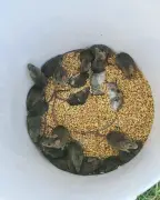 Australia's Mouse Plague: Mice Overrun Grain Belt Communities in WA and SA