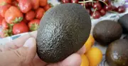 Avocados Stay Fresh Longer with Perfect Storage Method