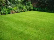 Avoid This Common Watering Mistake to Keep Your Lawn Green in Hot Weather