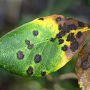 Banish Black Spot from Roses with Sulphur Spray: Expert Tips