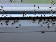 Banish Flies From Home and Garden During 40C Heatwave With Two Kitchen Items