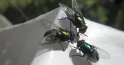 Banish Flies from Home in 15 Minutes with Coffee Grounds Hack