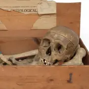 Bargain Hunt star's auction house slammed over human remains sale