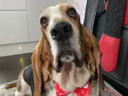Basset Hound Survives Life-Saving Surgery After Stomach Twist