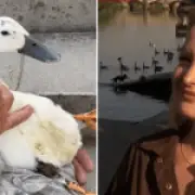 BBC Breakfast Duck Attack: Viewers Criticised for Mocking Incident