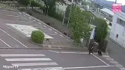 Bear Sighting Near Tokyo Forces 100 Schools to Close, Japan on Alert