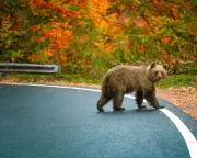 Bears, Fjords, and Castles: Readers' Top European Road Trips