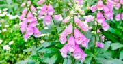 Beautiful but Deadly Garden Plants: Toxins That Can Kill Kids and Pets