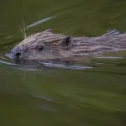 Beavers Save London Tube Station from Flooding Crisis
